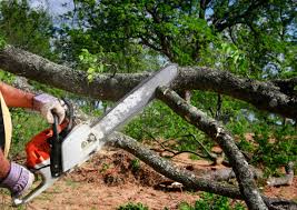 Best Tree Maintenance Programs  in Vonore, TN