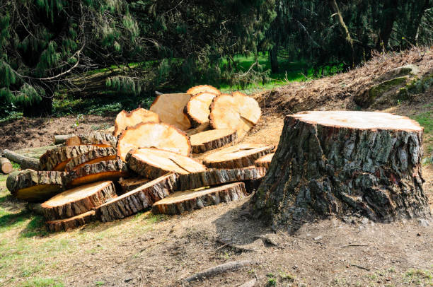 Best Stump Grinding and Removal  in Vonore, TN